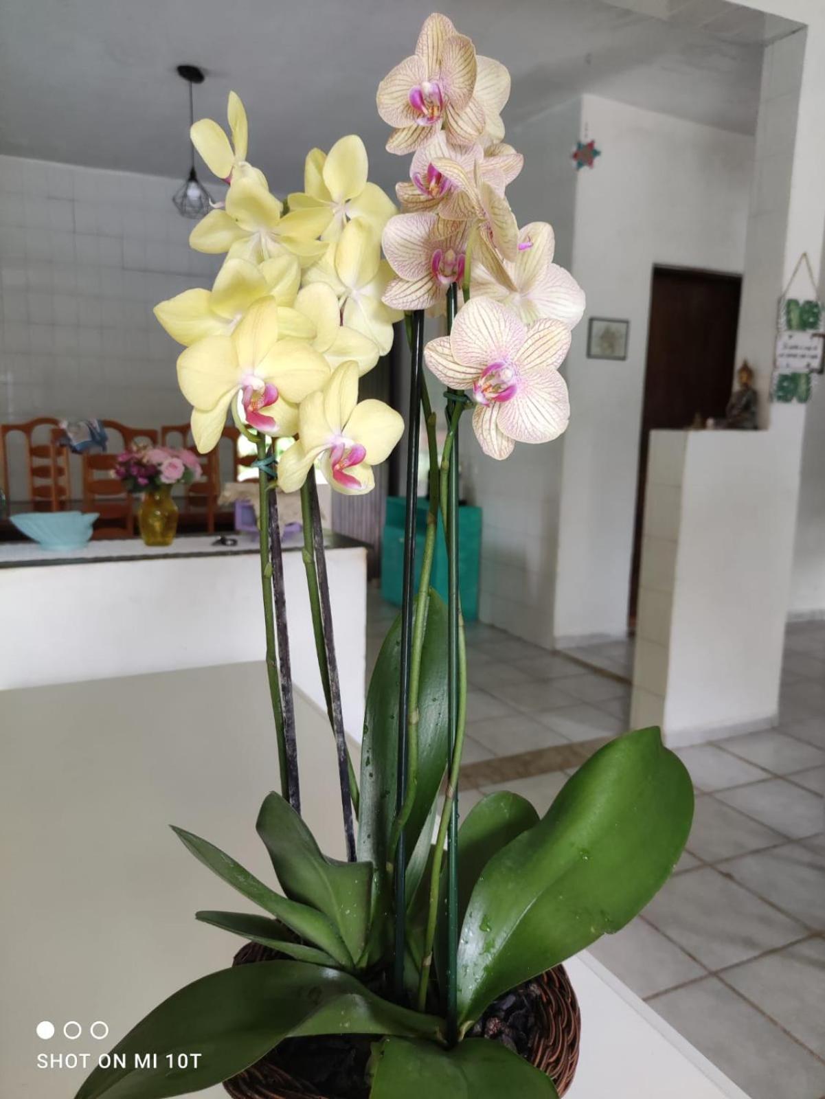 Renovo Beija-Flor Hostel E Espaco Terapeutico Bertioga Zewnętrze zdjęcie